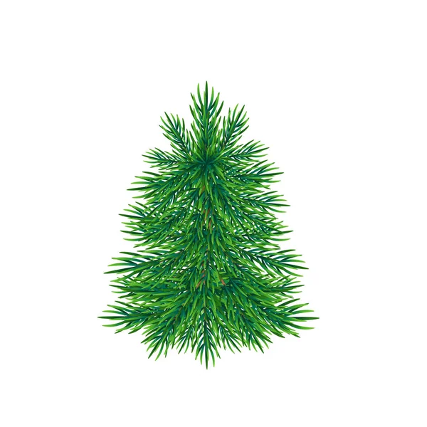 Spruce Vector Illustration Isolated White Background — Stock Vector