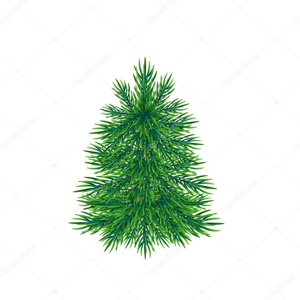Spruce. Vector illustration isolated on white background.
