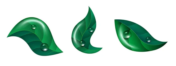 Hojas Verdes Con Gotas Rocío Juego Hojas Árbol Clipart Vectorial — Vector de stock