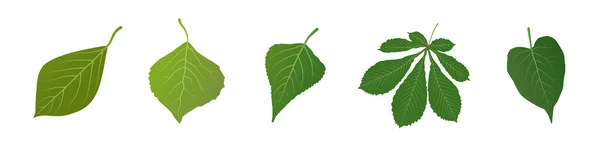 Зеленые Листья Разных Деревьев Набор Весенних Листьев Векторный Клипарт Белом — стоковый вектор