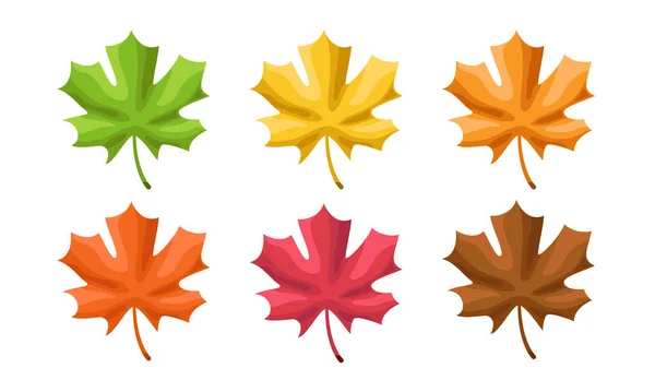 Ensemble Feuilles Érable Vectorielles Feuilles Érable Multicolores Isolées Sur Fond — Image vectorielle