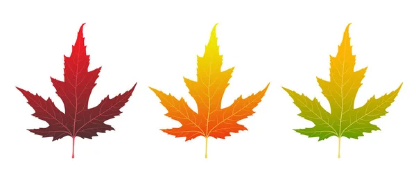 Set Vector Maple Leaves Multicolored Maple Leaves Isolated White Background — Stock Vector