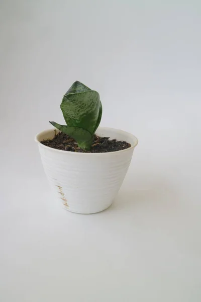 白い隔離された背景に白い鍋に小さな家の植物 — ストック写真