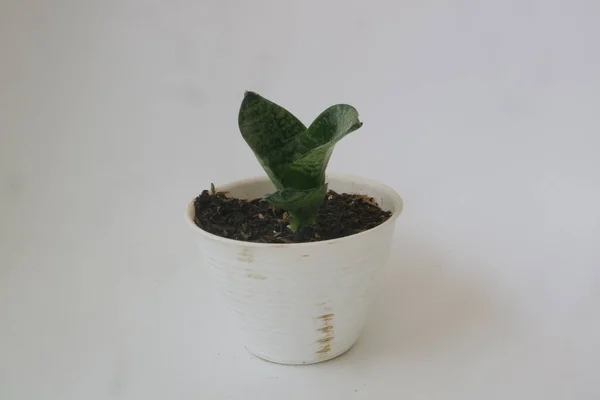 在白色隔离背景下的白色罐子中种植小型室内植物 — 图库照片