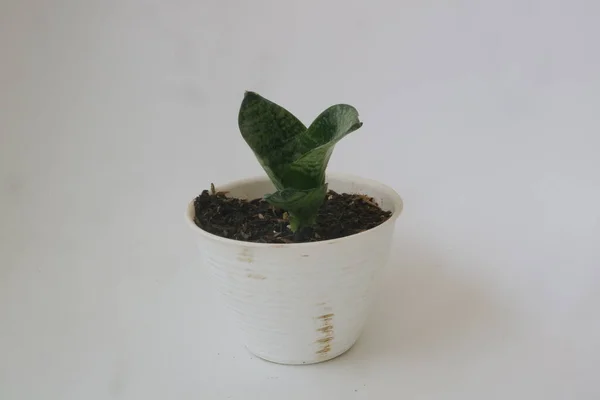 Pequeña Planta Casa Maceta Blanca Sobre Fondo Aislado Blanco — Foto de Stock