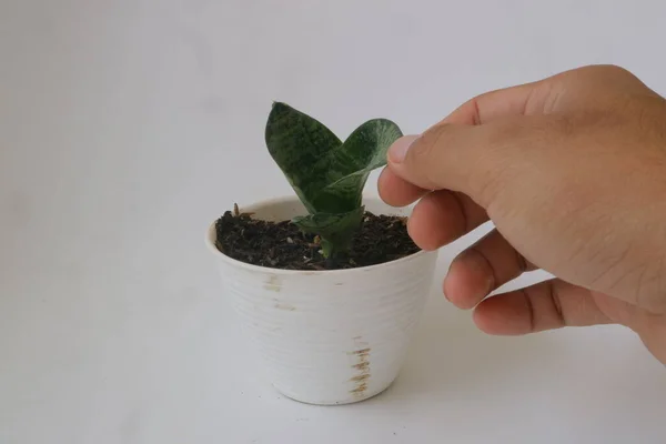 Pequena Planta Casa Vaso Branco Fundo Isolado Branco — Fotografia de Stock