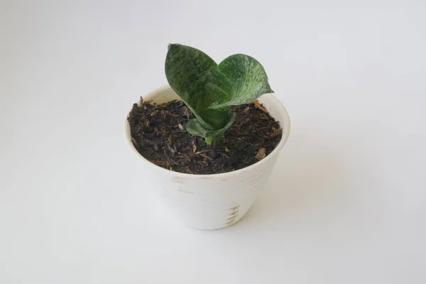 白い隔離された背景に白い鍋に小さな家の植物 — ストック写真