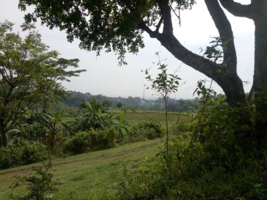 Yeşil ağaçlı güzel tepe.