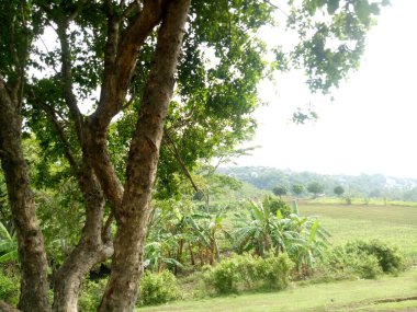 Yeşil ağaçlı güzel tepe.