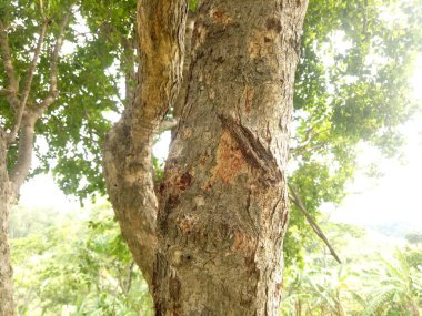 kahverengi ağaç gövdesi ve desen fotoğrafı.