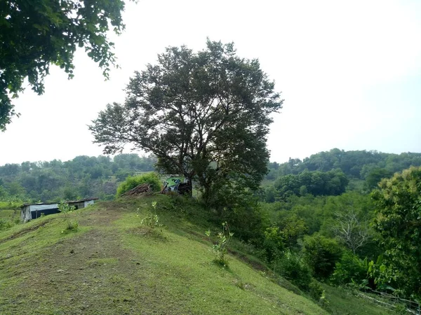 Yeşil ağaçlı güzel tepe.