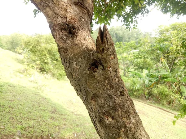 Kahverengi Ağaç Gövdesi Desen Fotoğrafı — Stok fotoğraf