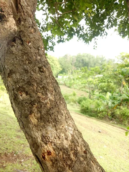Kahverengi Ağaç Gövdesi Desen Fotoğrafı — Stok fotoğraf