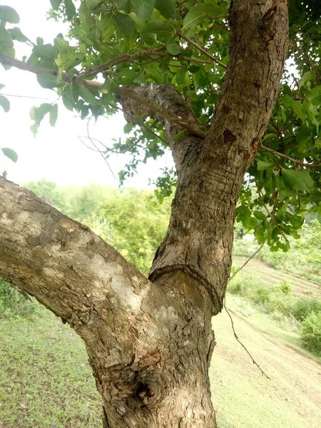 Tronco Árvore Marrom Com Foto Textura — Fotografia de Stock