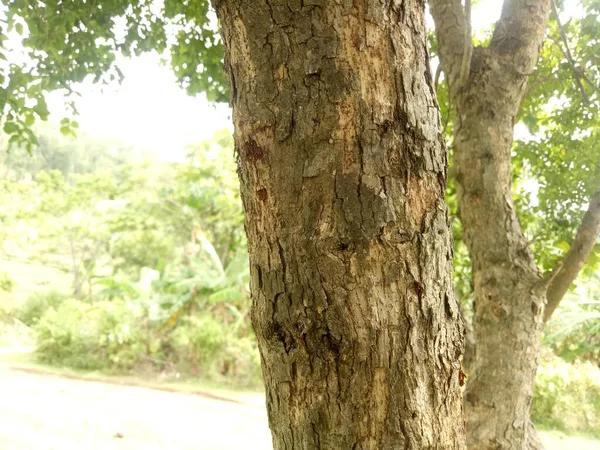 質感の写真付きの茶色の木の幹 — ストック写真