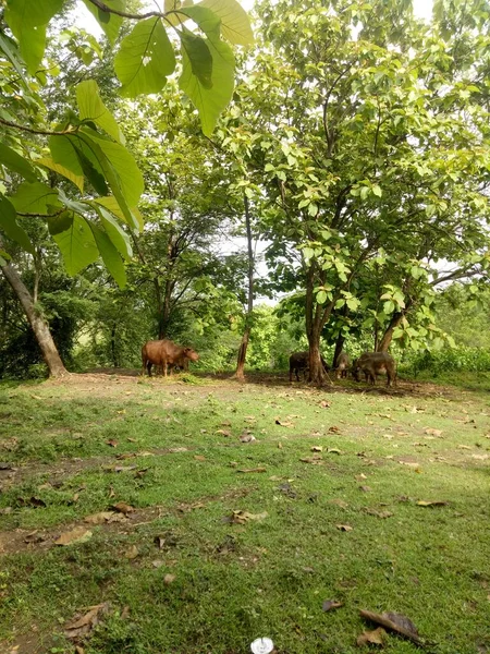 Sommige Buffels Eten Gras Onder Een Schaduwrijke Boom Foto — Stockfoto