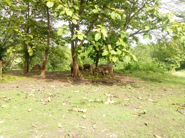 Einige Büffel Fressen Gras Unter Einem Schattigen Baum Foto — Stockfoto
