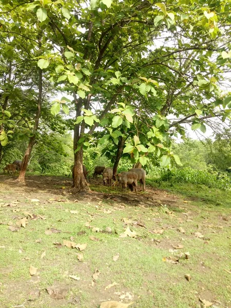 Einige Büffel Fressen Gras Unter Einem Schattigen Baum Foto — Stockfoto