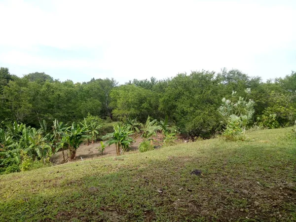 Belle Colline Avec Des Arbres Verts Photo — Photo