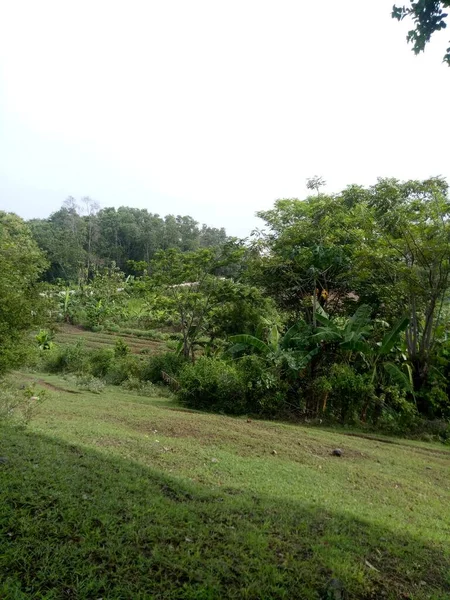 Belle Colline Avec Des Arbres Verts Photo — Photo