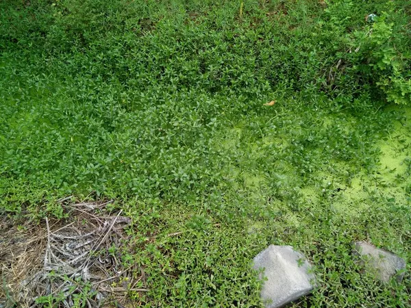 Una Zanja Cubierta Musgo Hierba Verde Foto —  Fotos de Stock