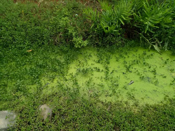 Yosun Yeşil Çimen Fotoğrafıyla Kaplı Bir Hendek — Stok fotoğraf