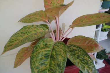 Evin önünde güzel bir aglonema bitkisi.