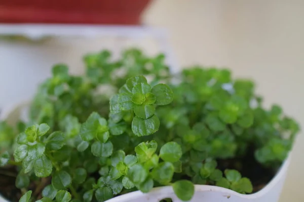 Planta Trébol Verde Fresco Maceta —  Fotos de Stock