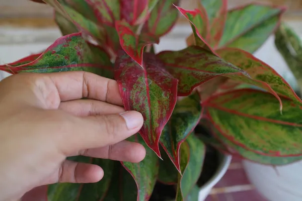 Smuk Aglonema Plante Foran Huset Foto - Stock-foto