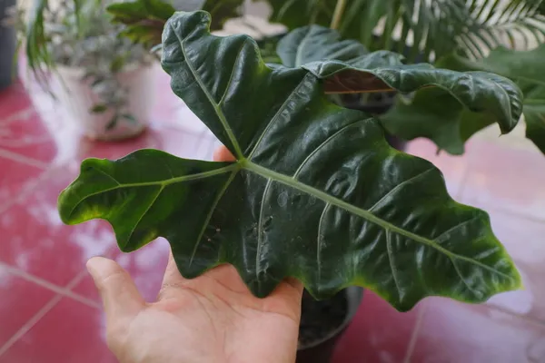 Grön Och Färsk Alocasia Växt Foto — Stockfoto