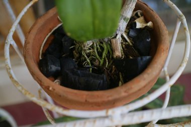 Orkide kökleri odun kömürü fotoğrafında büyüyor.