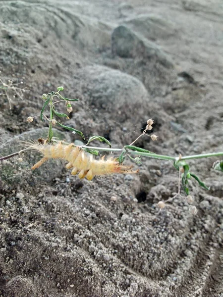 caterpillar walking upside down on plant stem photo