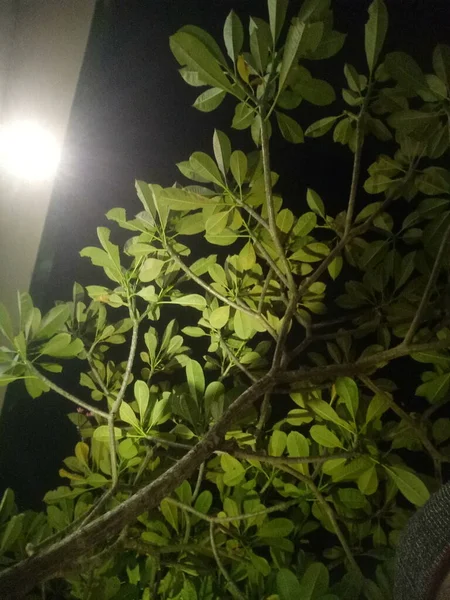 在夜晚的照片中 弗兰吉帕尼树紧靠着灯光 — 图库照片
