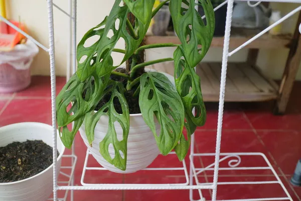 Planta Verde Fresca Llamada Monstera Adansonii —  Fotos de Stock