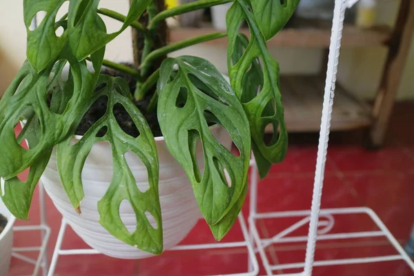 Зеленое Свежее Домашнее Растение Monstera Adansonii — стоковое фото