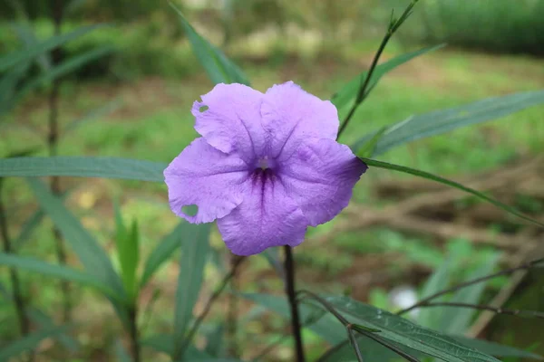 Fiore Viola Nome Ruellia Simplex Giardino Foto — Foto Stock