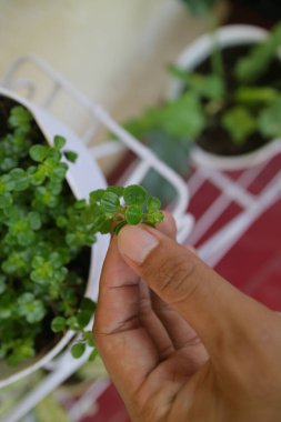 Yeşil ve taze Yonca otu demlikte