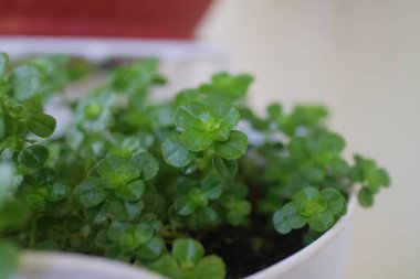 Yeşil ve taze Yonca otu demlikte