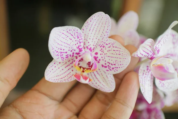 Evin Önünde Çiçek Açan Güzel Orkideler — Stok fotoğraf