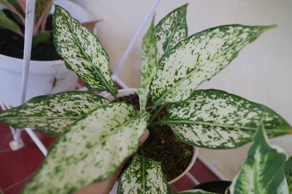 Beautiful Aglonema Plant Front House Photo — Stock Photo, Image