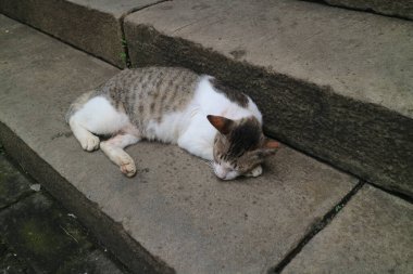 Gri beyaz kedi beton merdivenlerde uyuyor.
