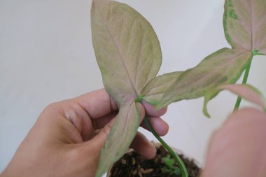 Evin önünde güzel bir aglonema bitkisi.