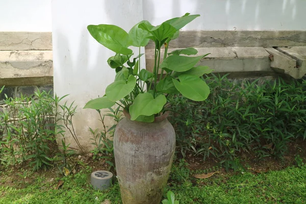 Grön Alocasia Cucullata Växt Lera Burk Foto — Stockfoto