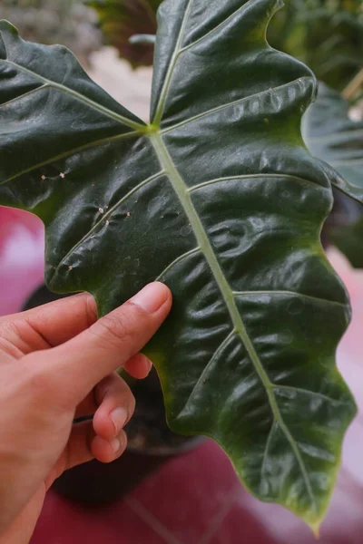 Alocasia Verde Fresca Foto Delle Piante — Foto Stock