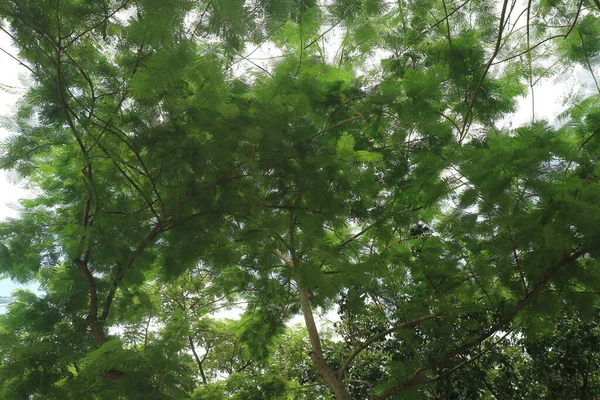 公園の写真の上にそびえ立つ緑豊かな木々 — ストック写真
