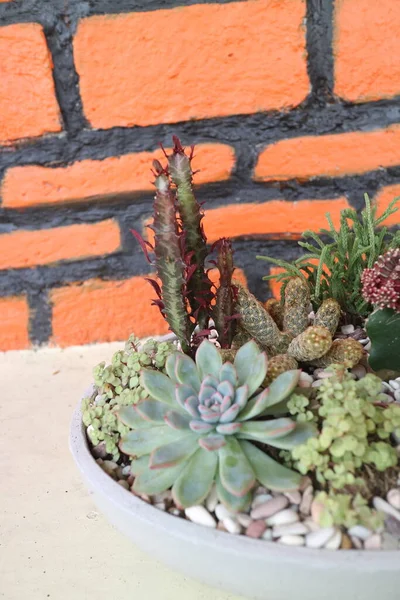 Une Jolie Petite Plante Cactus Pot Photo — Photo