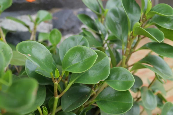 Lysande Liten Växt Med Runda Blad Foto — Stockfoto