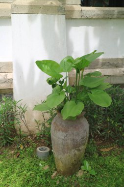 Yeşil alocasia cucullata bitkisi kilden kavanoz fotoğrafında