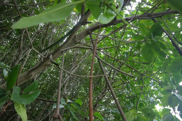 Πλούσια Και Φρέσκα Δέντρα Mangrove Φωτογραφία — Φωτογραφία Αρχείου