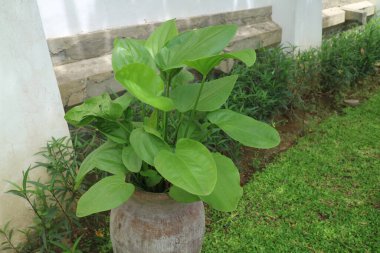 Yeşil alocasia cucullata bitkisi kilden kavanoz fotoğrafında
